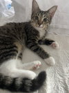 Kira - KITTEN in foster