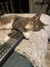 Kira - KITTEN in foster