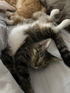 Kira - KITTEN in foster