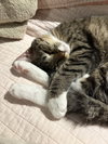 Kira - KITTEN in foster