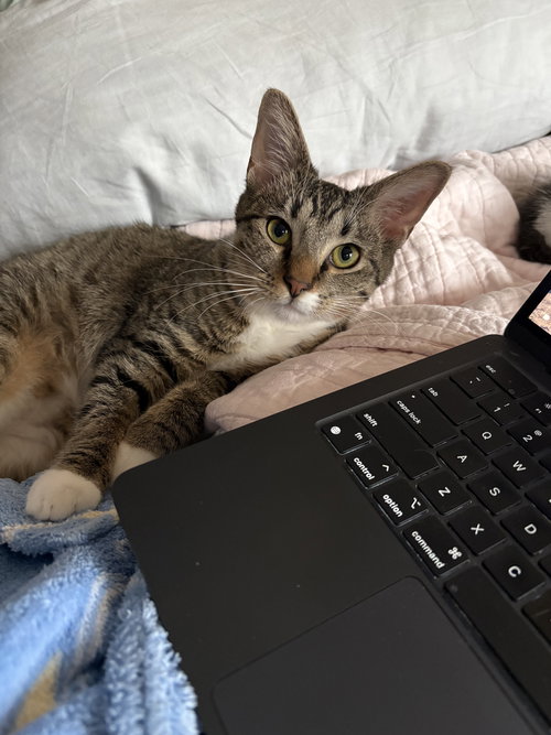 Kira - KITTEN in foster