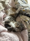 Kira - KITTEN in foster