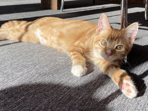 Rosa - KITTEN in foster