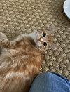 Rosa - KITTEN in foster