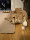 Rosa - KITTEN in foster