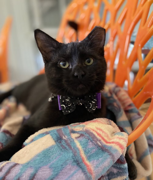 Dobby - KITTEN in foster