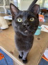 Dobby - KITTEN in foster