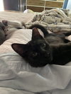 Dobby - KITTEN in foster