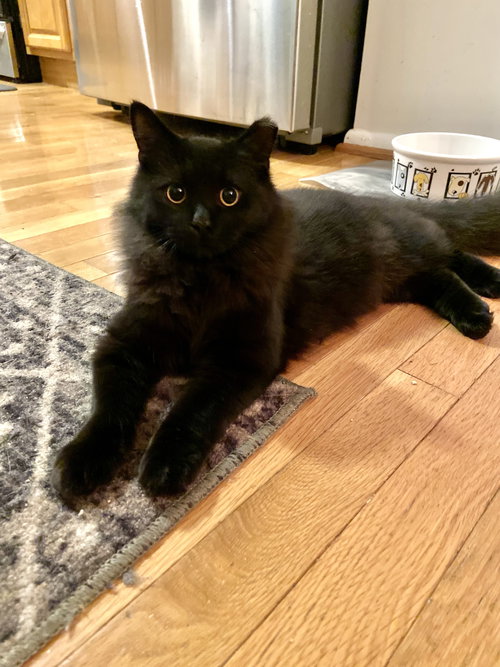 Luca - KITTEN in foster