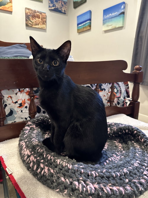 Chuckie - KITTEN in foster