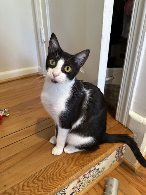 Susie - KITTEN in foster