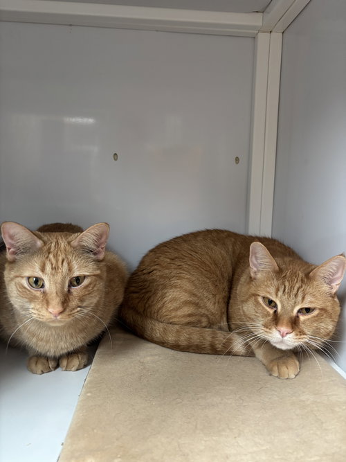 Nigel & Cyril - bonded brothers