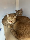 Nigel & Cyril - bonded brothers