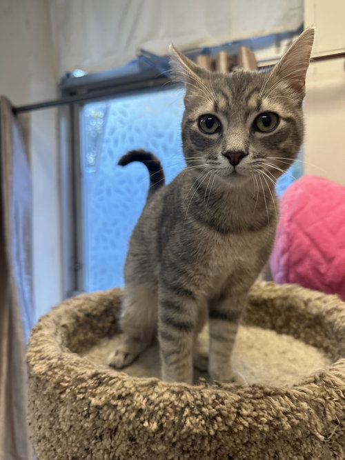 Capone - kitten