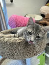 Capone - kitten