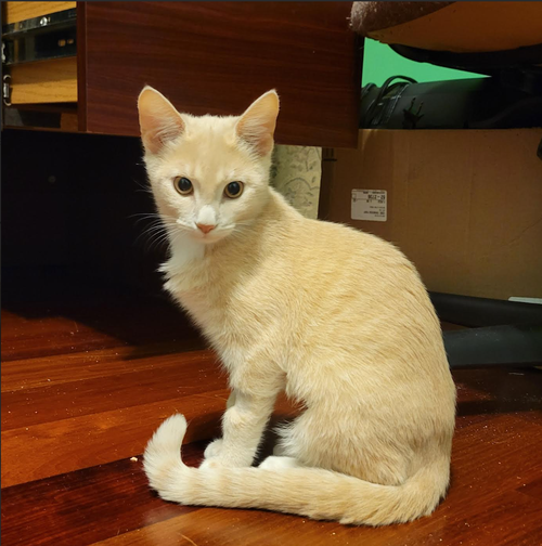 Nova - KITTEN in foster