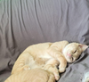 Nova - KITTEN in foster