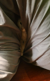Nova - KITTEN in foster