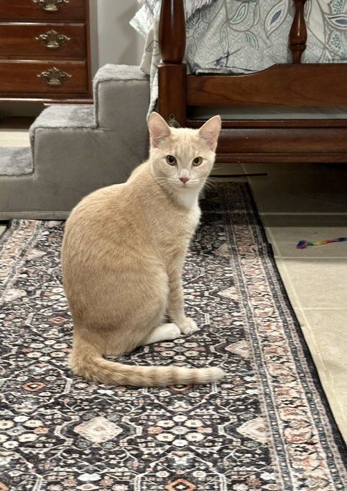 Nova - KITTEN in foster
