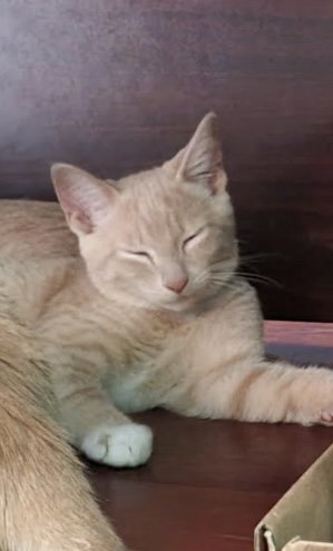 Pitel - KITTEN in foster
