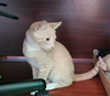 Pitel - KITTEN in foster