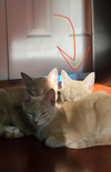 Pitel - KITTEN in foster