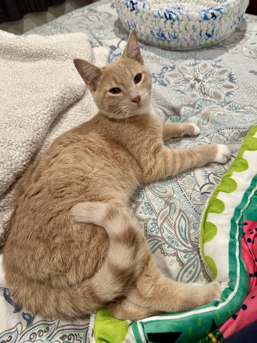 Pitel - KITTEN in foster