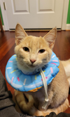 Zephyr - KITTEN in foster