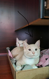 Zephyr - KITTEN in foster