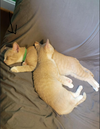 Zephyr - KITTEN in foster