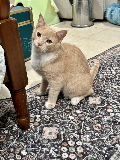Zephyr - KITTEN in foster