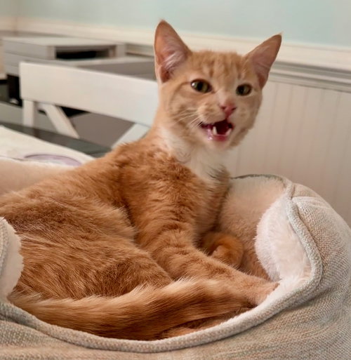 Zoro - KITTEN in foster