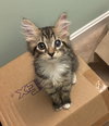 Augie - KITTEN in foster