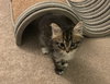 Augie - KITTEN in foster