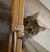 Augie - KITTEN in foster