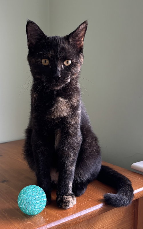 Oscara - KITTEN in foster