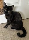 Oscara - KITTEN in foster