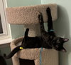 Oscara - KITTEN in foster
