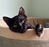 Oscara - KITTEN in foster