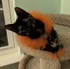 Oscara - KITTEN in foster