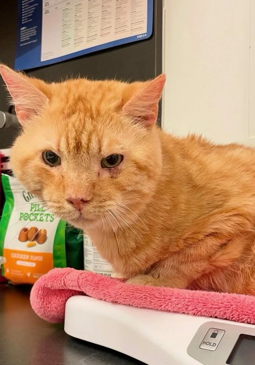 Tyson - FIV+ (in foster)