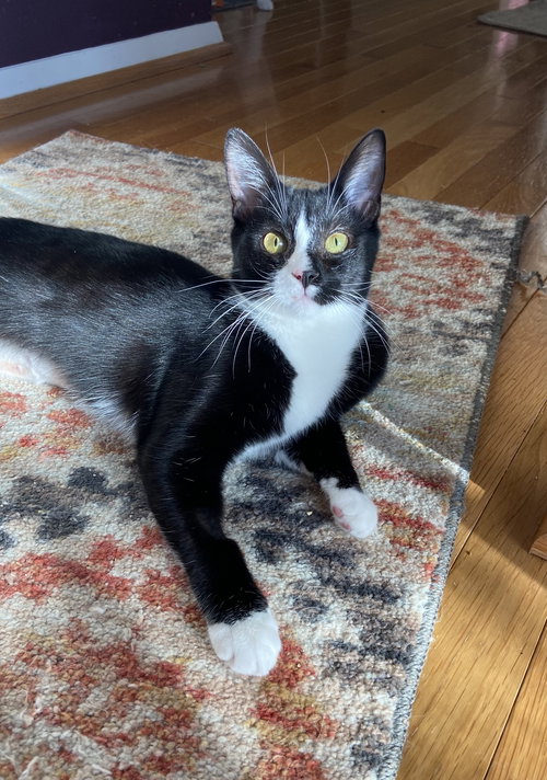 Tatiana - KITTEN in foster