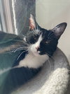 Tatiana - KITTEN in foster