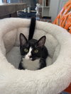 Tatiana - KITTEN in foster