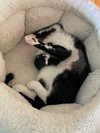 Tatiana - KITTEN in foster