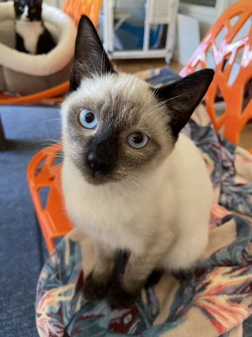 Kash - KITTEN in foster
