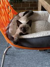 Kash - KITTEN in foster