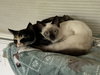 Kash - KITTEN in foster
