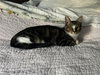 Finn - KITTEN in foster