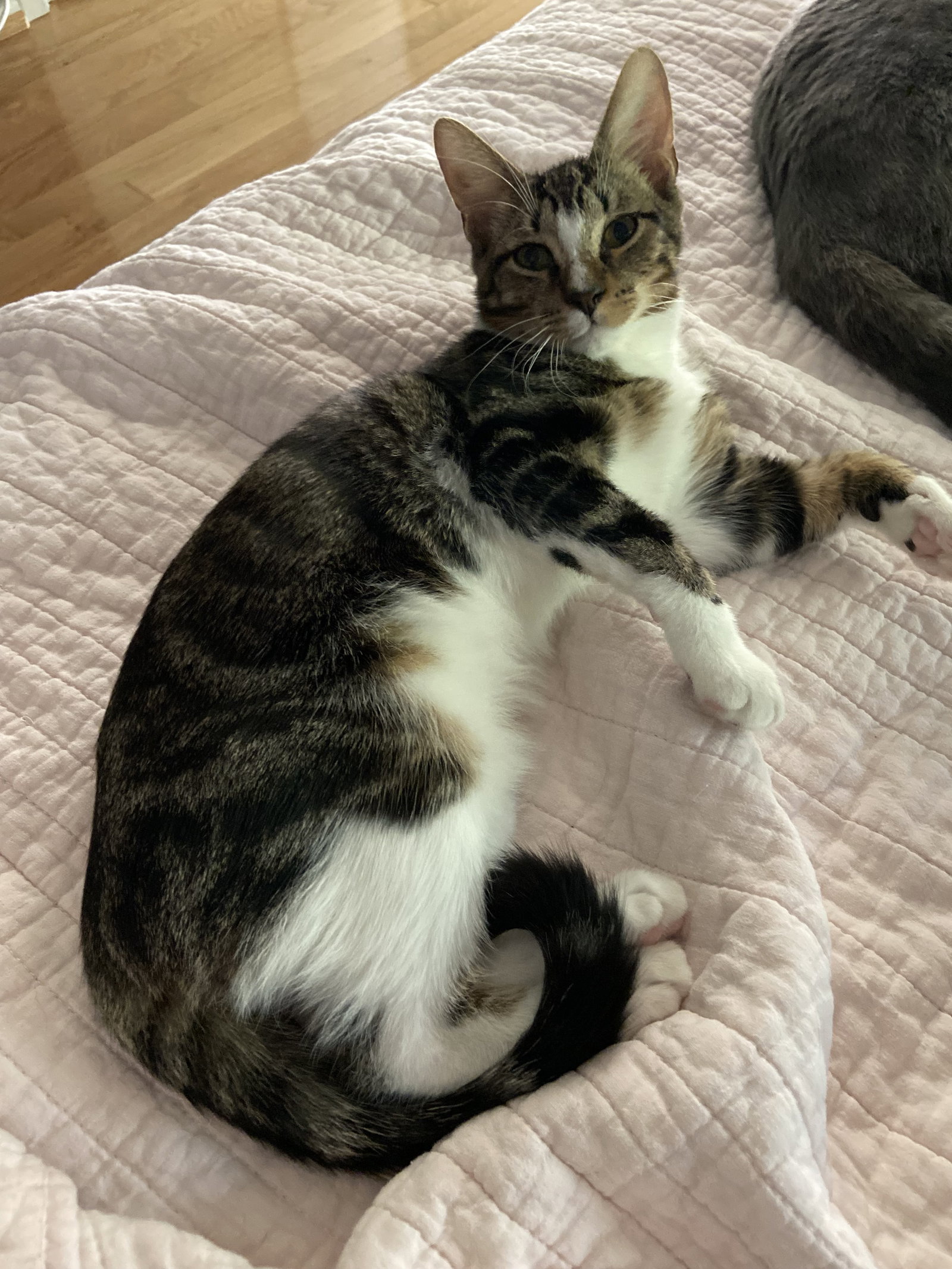 Finn - in foster, cat